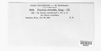 Puccinia chloridis image